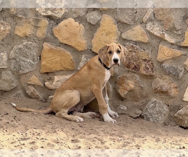Medium Photo #3 Great Dane Puppy For Sale in LAS CRUCES, NM, USA
