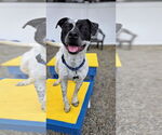 Small #7 American Pit Bull Terrier-Pointer Mix