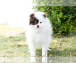 Small Photo #8 Pomeranian Puppy For Sale in WARSAW, IN, USA