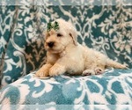Small Photo #12 Poodle (Standard) Puppy For Sale in LAKELAND, FL, USA