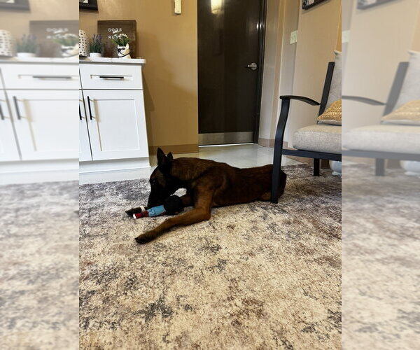 Medium Photo #3 Mutt Puppy For Sale in Imlay City, MI, USA