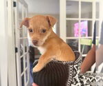 Small #2 Chihuahua Mix
