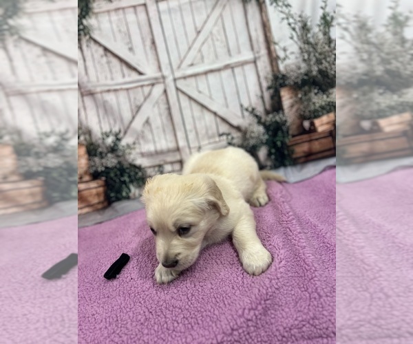 Medium Photo #14 English Cream Golden Retriever Puppy For Sale in BUSHNELL, FL, USA