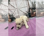 Small #13 English Cream Golden Retriever