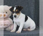 Small Photo #4 Jack Russell Terrier Puppy For Sale in LEBANON, PA, USA