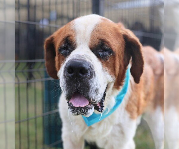 Medium Photo #1 Saint Bernard Puppy For Sale in San Antonio, TX, USA