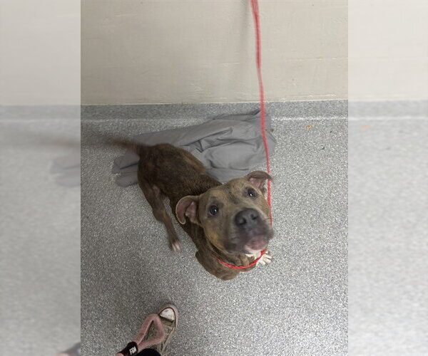 Medium Photo #1 American Pit Bull Terrier Puppy For Sale in Pasadena, TX, USA