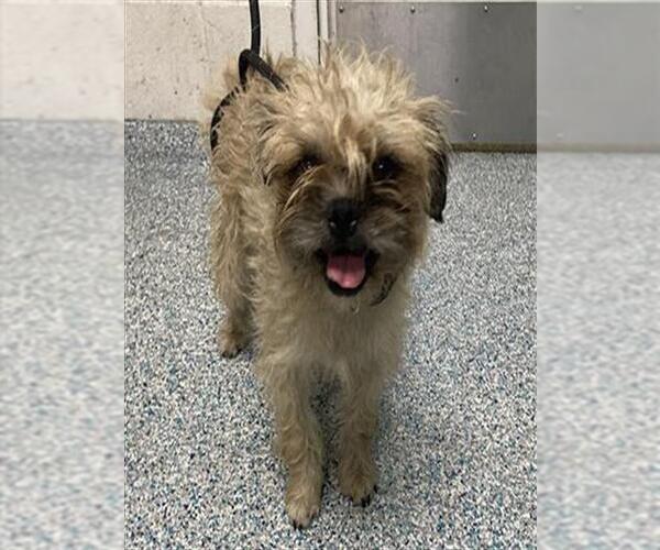 Medium Photo #1 Affenpinscher-Unknown Mix Puppy For Sale in Long Beach, CA, USA