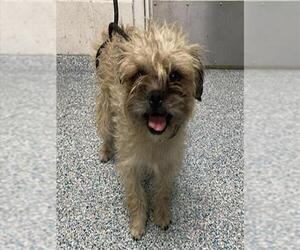 Affenpinscher-Unknown Mix Dogs for adoption in Long Beach, CA, USA