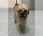 Small Affenpinscher Mix