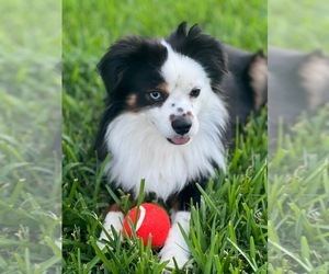 Father of the Australian Shepherd puppies born on 06/17/2025