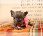 Puppy Puppy 6 French Bulldog