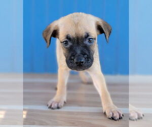 Black Mouth Cur-Pug Mix Dogs for adoption in Lakewood, CO, USA