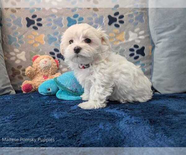 Medium Photo #16 Maltese Puppy For Sale in OCALA, FL, USA