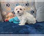 Puppy Bart Maltese