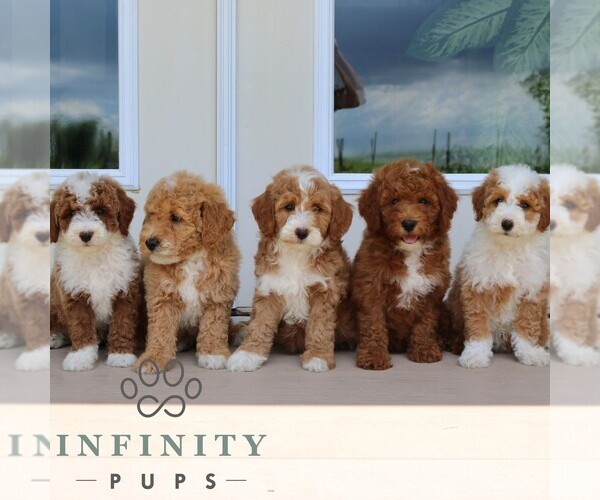 Medium Photo #2 Goldendoodle (Miniature) Puppy For Sale in GORDONVILLE, PA, USA