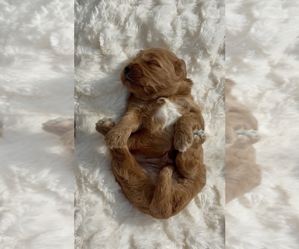 Medium Photo #20 Goldendoodle mix (+ Poodle Miniature) Puppy For Sale in RANDOLPH, WI, USA