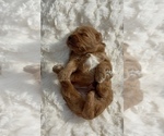 Small Photo #20 Goldendoodle mix (+ Poodle Miniature) Puppy For Sale in RANDOLPH, WI, USA