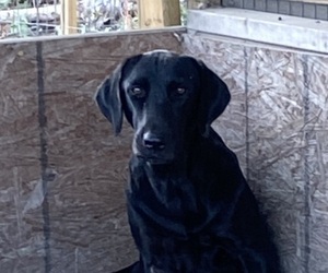 Mother of the Labrador Retriever puppies born on 10/04/2025