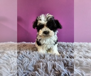 Schnoodle (Miniature) Puppy for Sale in ROGERS, Arkansas USA