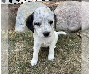 Australian Cattle Dog-Cavalier King Charles Spaniel Mix Puppy for sale in GRABILL, IN, USA