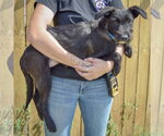 Small #1 Mutt