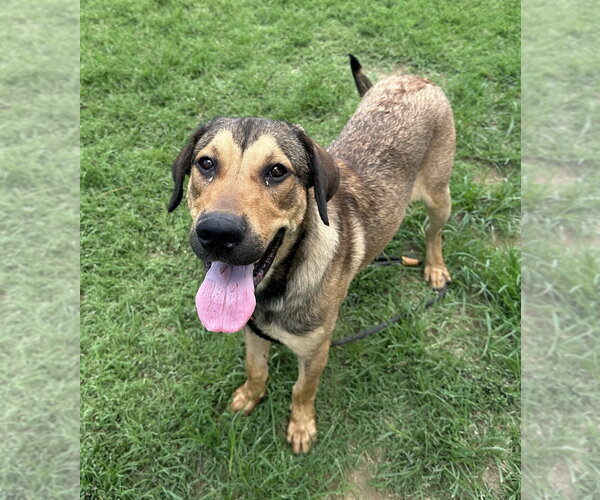 Medium Photo #7 Mutt Puppy For Sale in Evansville, IN, USA