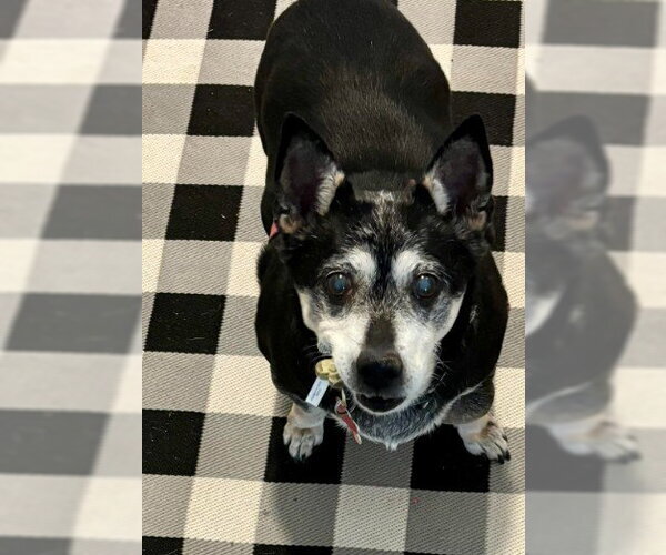 Medium Photo #3 Chihuahua-Unknown Mix Puppy For Sale in San Diego, CA, USA