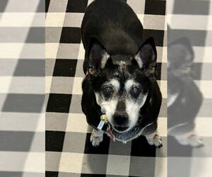 Willow (Chihuahua) - Female Chihuahua-Unknown Mix Dog for Adoption - Photo #3