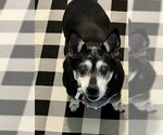 Small #2 Chihuahua Mix