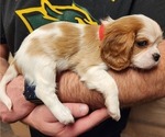 Small Photo #13 Cavalier King Charles Spaniel Puppy For Sale in BOONVILLE, NY, USA