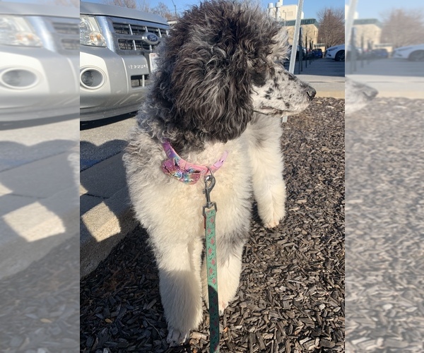 Medium Photo #1 Poodle (Standard) Puppy For Sale in MARIONVILLE, MO, USA