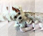 Small #9 Maltese