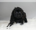 Small Photo #3 Poodle (Toy)-Yorkshire Terrier Mix Puppy For Sale in WARSAW, IN, USA