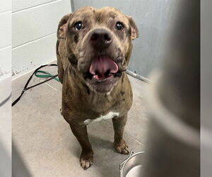 Catahoula Leopard Dog-Unknown Mix Dogs for adoption in Tavares, FL, USA