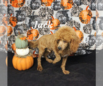 Small #15 Poodle (Toy)