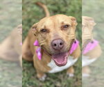 Small Photo #3 Labrador Retriever-Rhodesian Ridgeback Mix Puppy For Sale in Houston, TX, USA