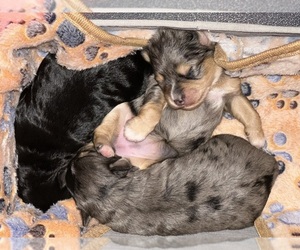 Schnauzer (Miniature) Litter for sale in LAFAYETTE, LA, USA