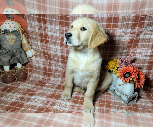 Medium Photo #6 Golden Retriever Puppy For Sale in FALCON, CO, USA