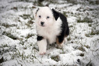 Small Photo #1 Australian Shepherd Puppy For Sale in MC NABB, IL, USA