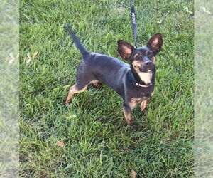 Chiweenie Dogs for adoption in Mukwonago, WI, USA