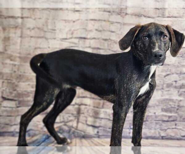 Medium Photo #3 Mountain Cur-Unknown Mix Puppy For Sale in Canton, CT, USA