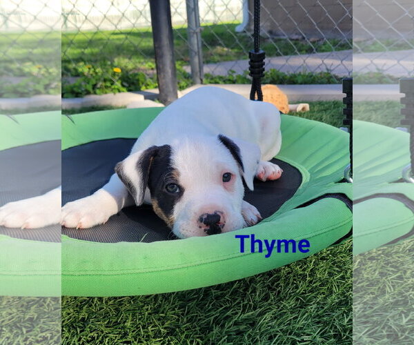 Medium Photo #2 Mutt Puppy For Sale in Des Moines, IA, USA