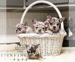 Small #1 French Bulldog