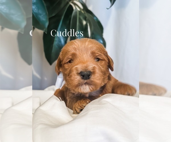 Medium Photo #15 Australian Labradoodle Puppy For Sale in RIVERSIDE, CA, USA