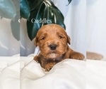 Small Photo #15 Australian Labradoodle Puppy For Sale in RIVERSIDE, CA, USA