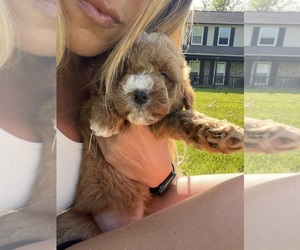 Goldendoodle-Poodle (Miniature) Mix Puppy for sale in WOODSTOCK, IL, USA