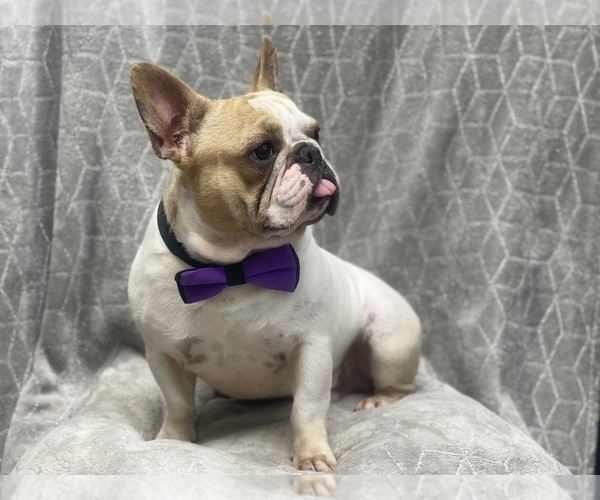 Medium Photo #2 French Bulldog Puppy For Sale in LAKELAND, FL, USA