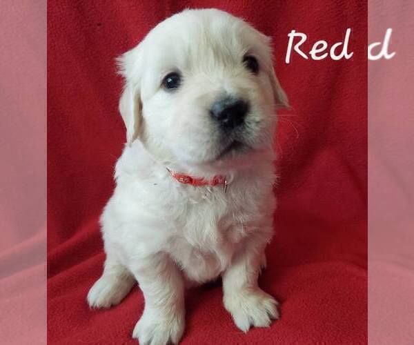 Medium Photo #4 English Cream Golden Retriever Puppy For Sale in CLANTON, AL, USA