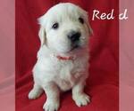 Small #3 English Cream Golden Retriever